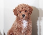 Small #3 Golden Retriever-Poodle (Toy) Mix