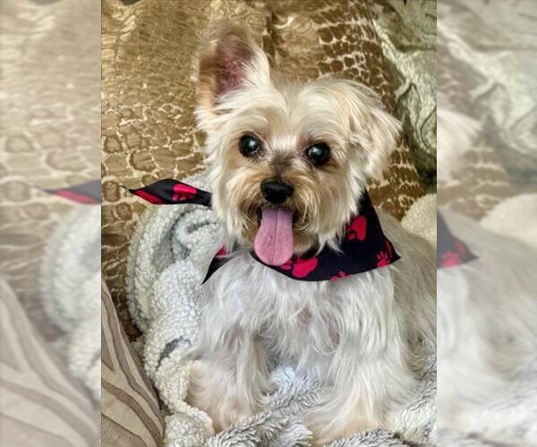 Medium Photo #1 Mutt Puppy For Sale in Burbank, CA, USA