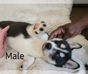 Siberian Husky Puppy for sale in VANCOUVER, WA, USA