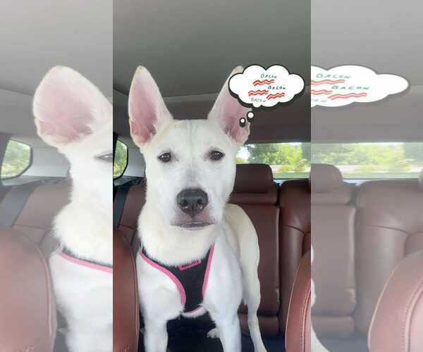 Medium Photo #2 Huskies -Unknown Mix Puppy For Sale in Holly Springs, NC, USA