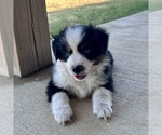 Small #12 Miniature Australian Shepherd