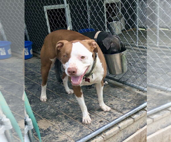 Medium Photo #3 American Pit Bull Terrier-Unknown Mix Puppy For Sale in Boston, MA, USA