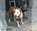 Small #2 American Pit Bull Terrier Mix