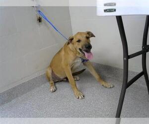 Black Mouth Cur-Unknown Mix Dogs for adoption in Pasadena, TX, USA