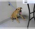 Small Black Mouth Cur Mix