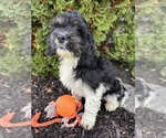 Small #1 Cockapoo