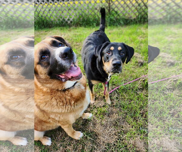 Medium Photo #3 Rottweiler-Unknown Mix Puppy For Sale in New London, WI, USA