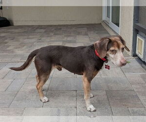 Beagle Dog for Adoption in Tampa, Florida USA