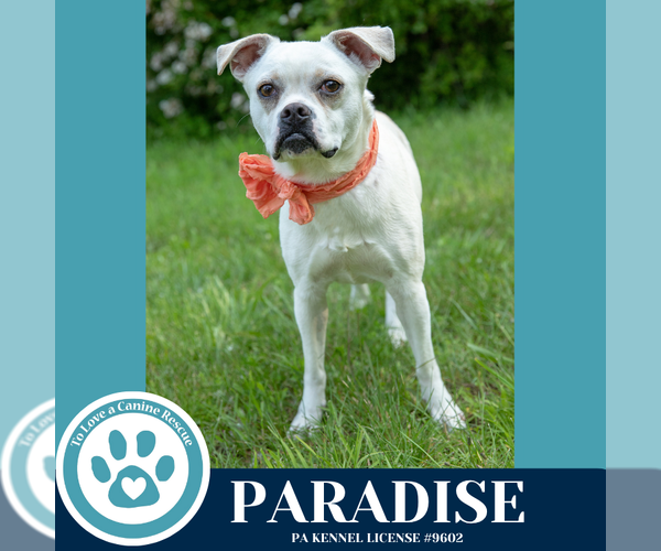 Medium Photo #1 Boston Terrier-Unknown Mix Puppy For Sale in Kimberton, PA, USA