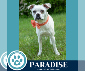 Boston Terrier-Unknown Mix Dogs for adoption in Kimberton, PA, USA