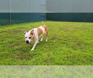 American Pit Bull Terrier Dogs for adoption in Springfield, MA, USA