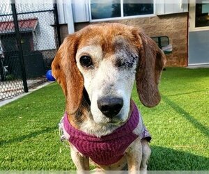 Beagle Dogs for adoption in Raleigh, NC, USA
