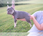 Small Photo #9 French Bulldog Puppy For Sale in CROUSE, NC, USA