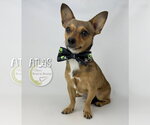 Small #1 Chiweenie