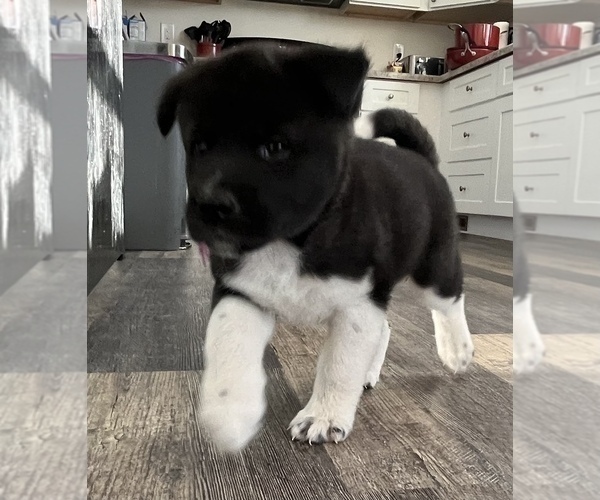 Medium Photo #1 Akita Puppy For Sale in BIRON, WI, USA