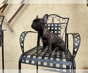 French Bulldog Puppy for sale in MORENO VALLEY, CA, USA