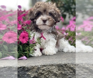 Havanese Puppy for sale in CANOGA, NY, USA