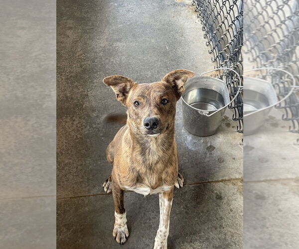 Medium Photo #1 Mutt Puppy For Sale in Bolivar, MO, USA