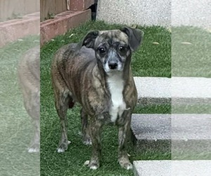 Amaryllis - Female Jack Chi Dog for Adoption - Photo #2