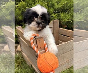 Shih Tzu Puppy for Sale in MIDDLEBURY, Indiana USA