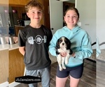 Puppy Jasmine Cavalier King Charles Spaniel