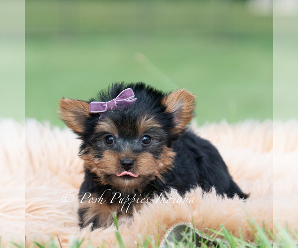 Medium Photo #64 Yorkshire Terrier Puppy For Sale in WARSAW, IN, USA