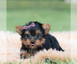 Small Photo #64 Yorkshire Terrier Puppy For Sale in WARSAW, IN, USA