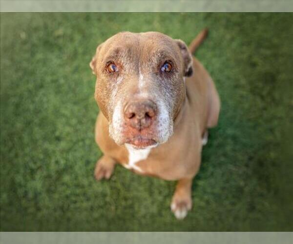 Medium Photo #1 Mutt Puppy For Sale in Las Vegas, NV, USA