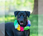 Small #3 Labrador Retriever Mix
