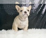 Small #2 French Bulldog