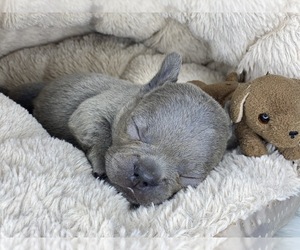 French Bulldog Puppy for sale in OJAI, CA, USA
