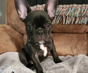 French Bulldog Puppy for sale in SALEM, OR, USA