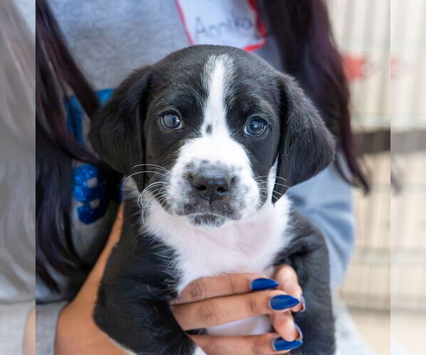 Medium Photo #4 Labrador Retriever-Unknown Mix Puppy For Sale in Mundelein, IL, USA