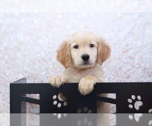 Golden Retriever Puppy for sale in MARIETTA, GA, USA