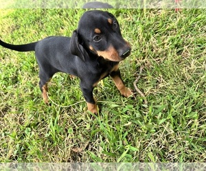 Doberman Pinscher Puppy for Sale in FORT WORTH, Texas USA