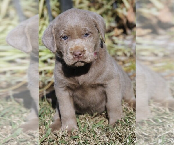 Medium Photo #2 Labrador Retriever Puppy For Sale in REEDLEY, CA, USA