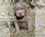 Small Photo #2 Labrador Retriever Puppy For Sale in REEDLEY, CA, USA