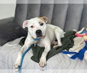 Olive Mini Pittie - Female Mutt Dog for Adoption - Photo #4
