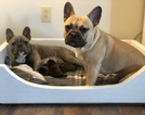Small Photo #3 French Bulldog Puppy For Sale in ALEXANDRIA, OH, USA