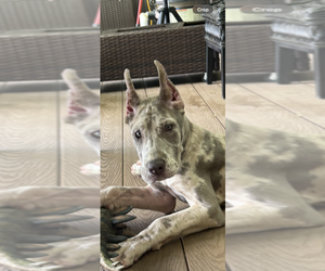 Great Dane Puppy for Sale in LITCHFIELD, New Hampshire USA