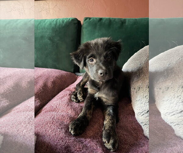 Medium Photo #6 Australian Shepherd-Unknown Mix Puppy For Sale in New London, WI, USA