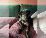 Small #5 Australian Shepherd Mix