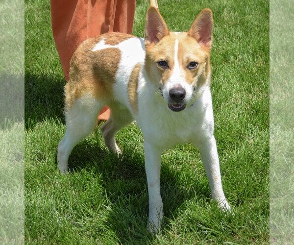 Medium Photo #3 Jack Russell Terrier-Unknown Mix Puppy For Sale in Huntley, IL, USA