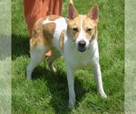 Small #2 Jack Russell Terrier Mix