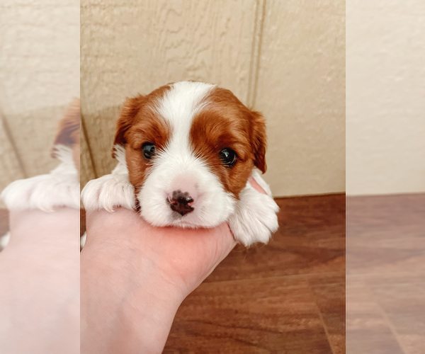 Medium Photo #2 Cavalier King Charles Spaniel Puppy For Sale in BOX SPRINGS, CA, USA