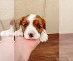 Small Photo #2 Cavalier King Charles Spaniel Puppy For Sale in BOX SPRINGS, CA, USA
