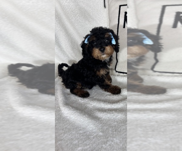 Medium Photo #6 Bernedoodle Puppy For Sale in GREENFIELD, IN, USA