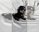 Small #5 Bernedoodle