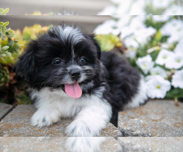 Medium Photo #3 Shiranian Puppy For Sale in MIDDLEBURY, IN, USA