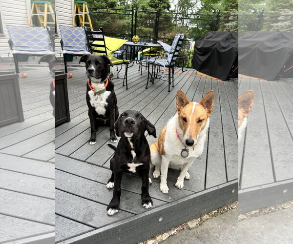 Medium Photo #9 Border Collie-Unknown Mix Puppy For Sale in Landenberg, PA, USA